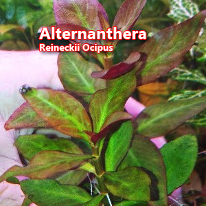 Alternanthera reineckii Ocipus